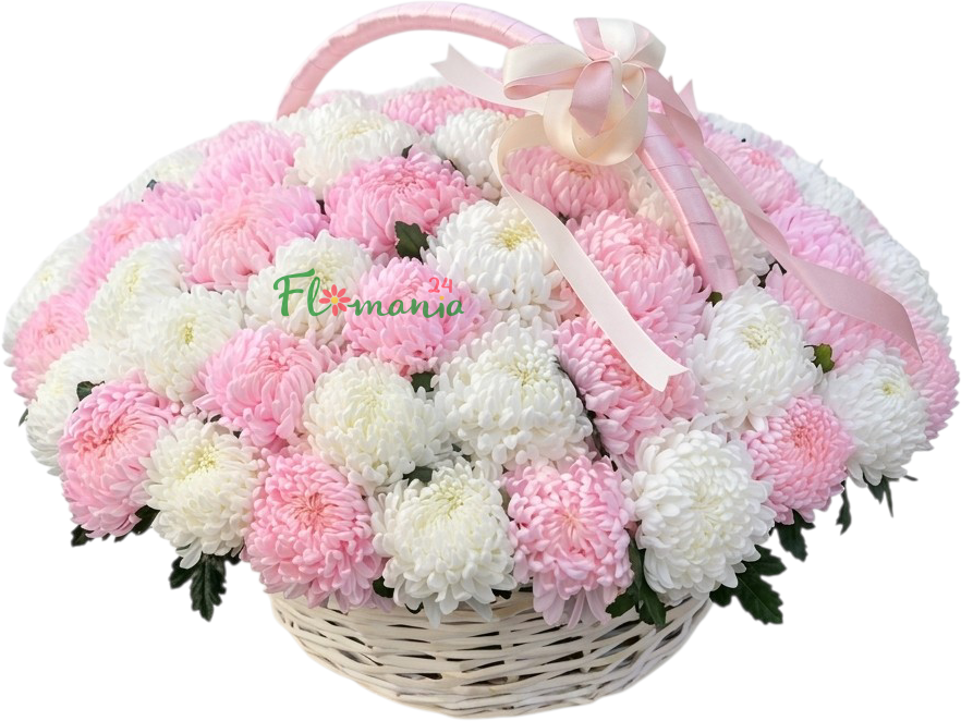 Корзина из пушистых румяных и белоснежных хризантем «Пудра»